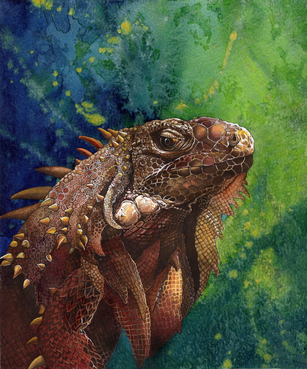 Iguana